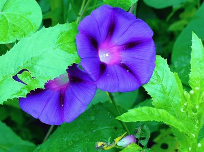 פאזל של Morning glories2