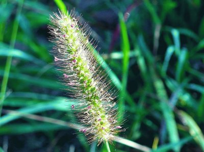 פאזל של Grass seed head2