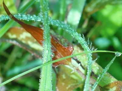 Dew on underbrush