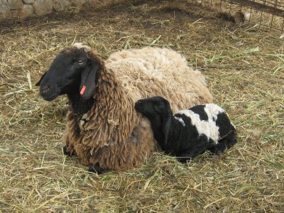 פאזל של sheep and lamb
