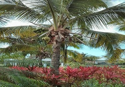 פאזל של coconut tree