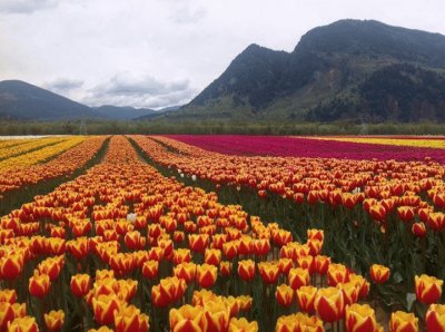 tulip fields