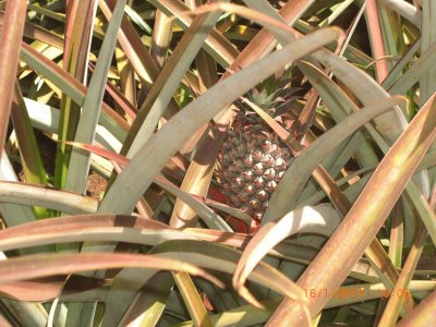 COLTIVAZIONE DI ANANAS