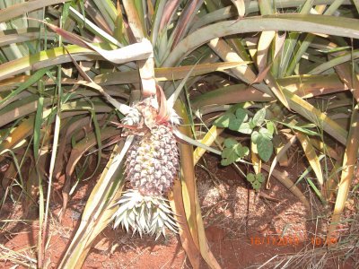 COLTIVAZIONE DI ANANAS