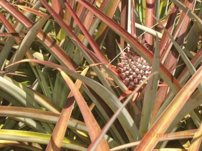 COLTIVAZIONE DI ANANAS