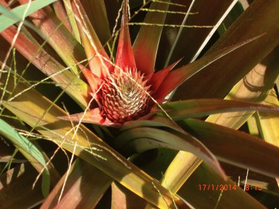 COLTIVAZIONE DI ANANAS