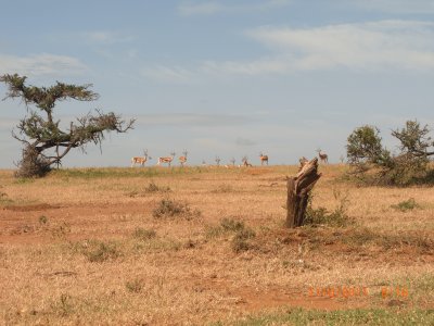 GAZZELLE jigsaw puzzle