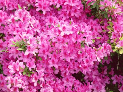azalea