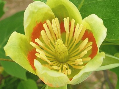 Tulip Tree flower1