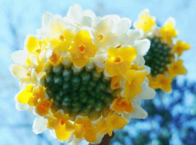 פאזל של Flower in Botanical gardens1