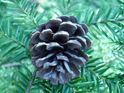 Small pine cone1 jigsaw puzzle