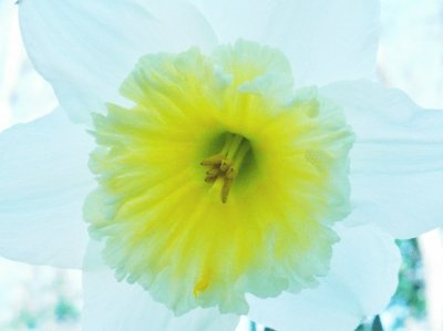 Daffodil in botanical gardens jigsaw puzzle