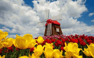 tulips-field