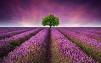 פאזל של lavender-field