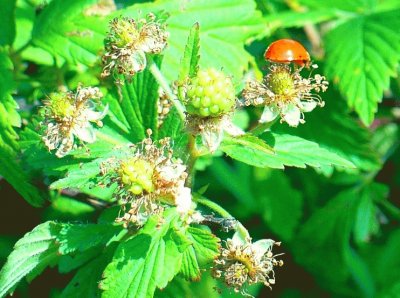 Wild berry blossoms with ladybug (photo edited)