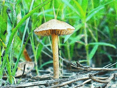 Little mushroom (photo edited) jigsaw puzzle