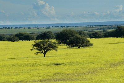 Cerca de General Pico. La Pampa. Argentina jigsaw puzzle