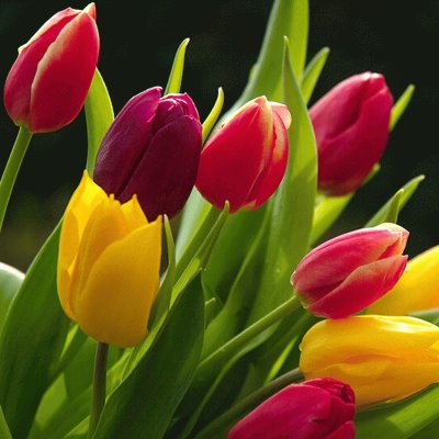 tulipanes