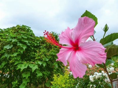 פאזל של Hibisco rosa