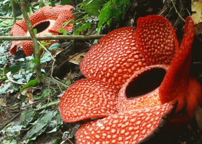 פאזל של rafflesia arnoldii