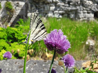 Iphiclides podalirius