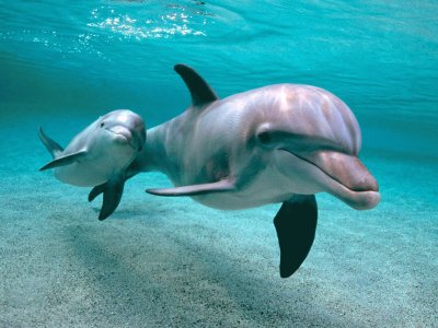 פאזל של Dolphins-family