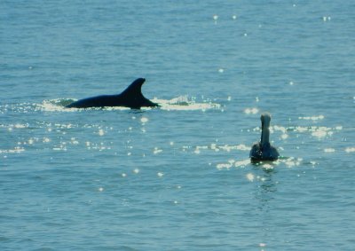 Fort Desoto Beach