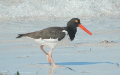 Bird Fort Desoto, FL jigsaw puzzle