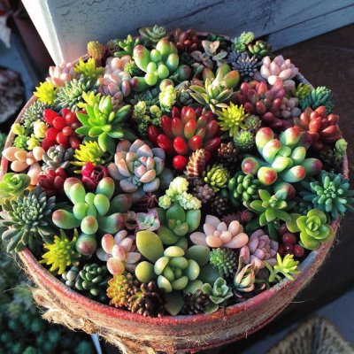 cactus, garden, nature jigsaw puzzle