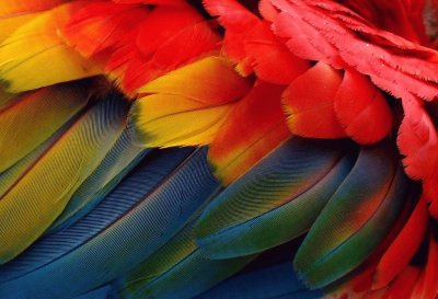 Plumas