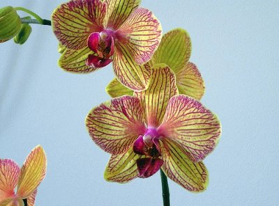 פאזל של PHALAENOPSIS