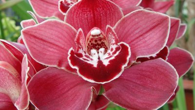 CYMBIDIUM