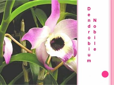 פאזל של DENDROBIUM