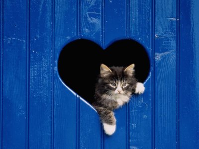 Amor-Gato jigsaw puzzle