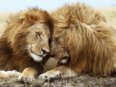 Leones-Amor