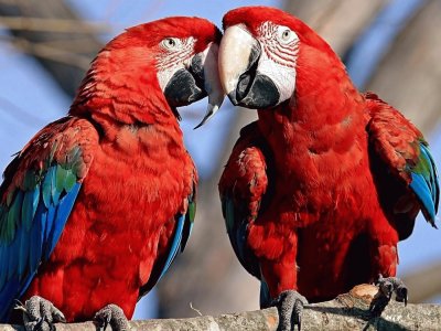 פאזל של parrots_color_