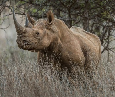 Rhino jigsaw puzzle