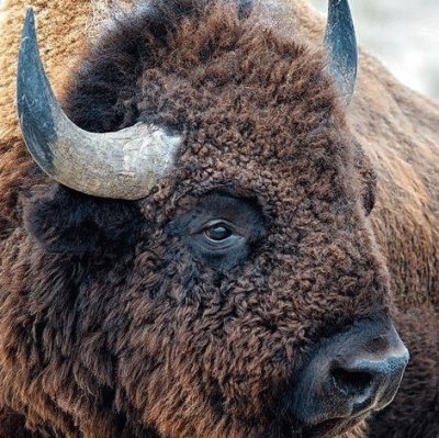 פאזל של bison
