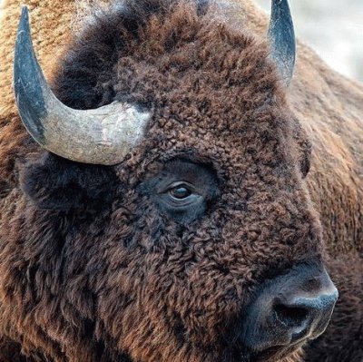 bison