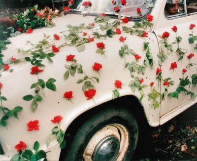 red flowers jigsaw puzzle