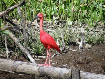 פאזל של ibis escarlata
