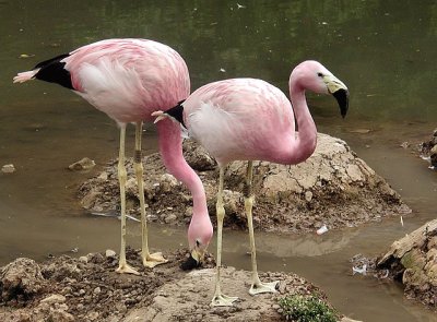 flamencos