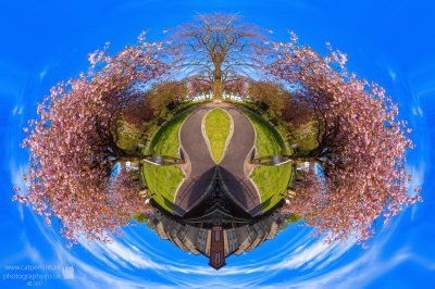 blossom world globe
