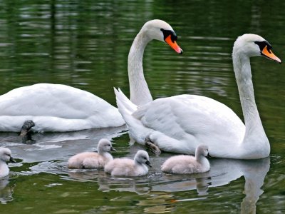 Familia-Cisnes