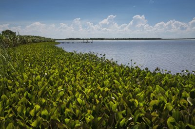 Laguna Blanca. Formosa. Argentina jigsaw puzzle