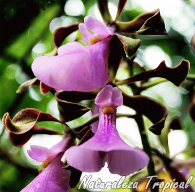 orquidea campana