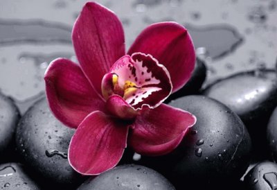 orquidea cereza