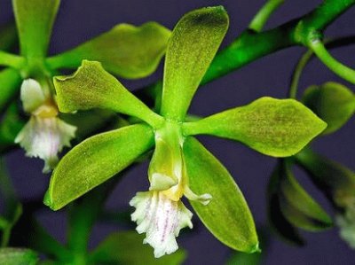 orquidea del valle del cauca