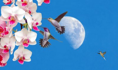 פאזל של orquidea primaveral