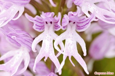 orquidea rana